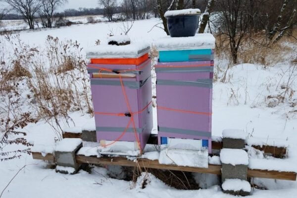 Winter bee hive wraps