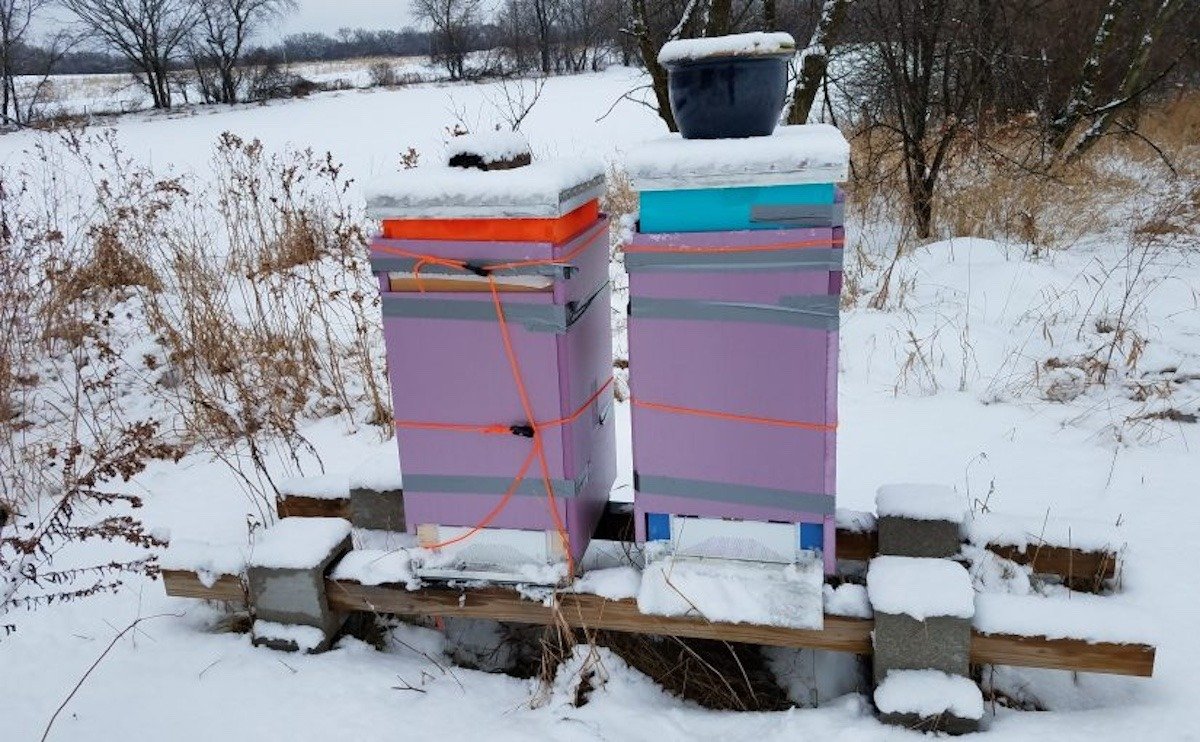 Winter bee hive wraps